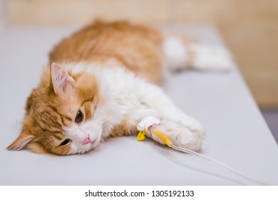 Cat Lying On A Medical Couch With Dropper In His Paw Under Anesthesia. Sterilization Of Pet. Salvation Of Suffering Of Our Younger Brothers. Concept Of Rescue Pets.pet Cat Under Anesthetic At The Vet