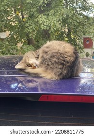 Cat Lying On The Roof Of The Car