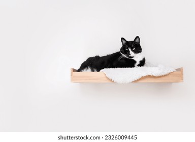 Cat lying on cat shelf or perch. Happy relaxed large cat resting, hanging out or perching on wall mounted floating shelf on white wall. 9 years old male tuxedo cat, shorthair. Selective focus. 