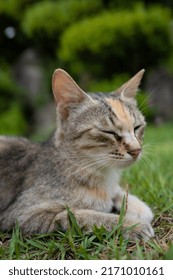 A Cat Lying On Its Stomach With Its Eyes Closed