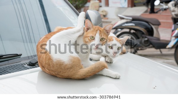 cat\
lying on a white car on the street., cat on the\
car