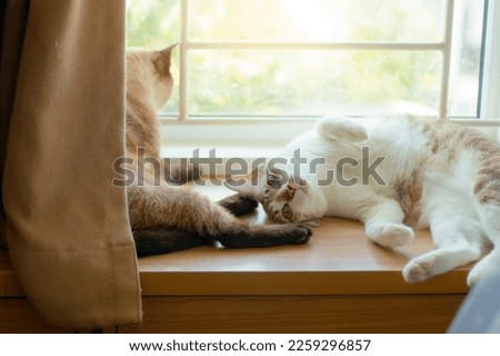 cat lying on the window to look at movements outside the house, such as birds or cars.
