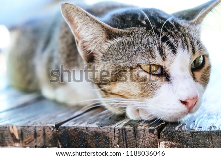 Similar – Cat lying on wooden floor