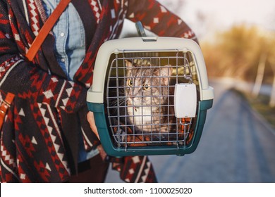 Cat Lying In Plastic Carrier Outdoors