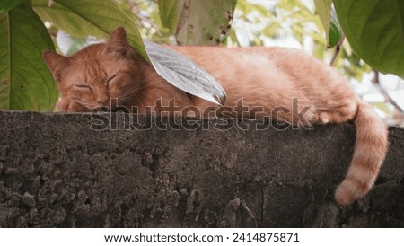 Cat lying and taking a nap on the wall, out door cat, cute cat, home cat