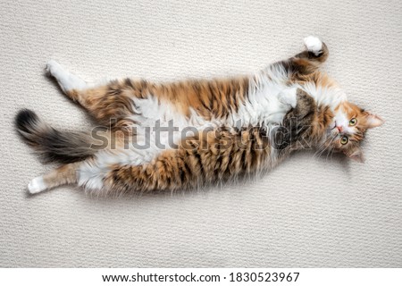 Cat lying upside down and stretched out. A relaxed and laid back 1 year old female kitten with exposed belly. Concept for relaxing, a Zen moment, peaceful resting