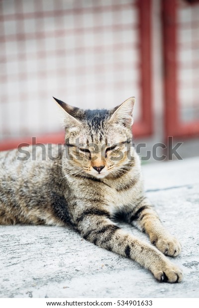 A cat is\
lying/sitting in front of house\
gate
