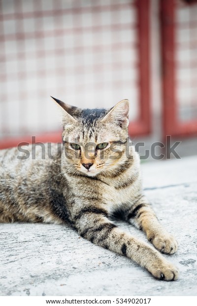 A cat is\
lying/sitting in front of house\
gate
