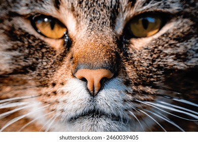 Cat, macro photo of nose. Cute pet - Powered by Shutterstock