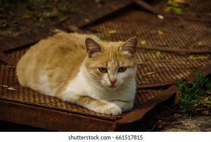 cat mage