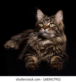 Chat Maine Coon Images Stock Photos Vectors Shutterstock