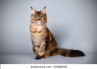 Maine Coon Cat Images Stock Photos Vectors Shutterstock