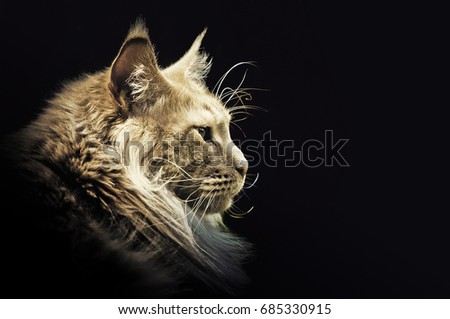 Similar – Image, Stock Photo Cat in the bush Bushes