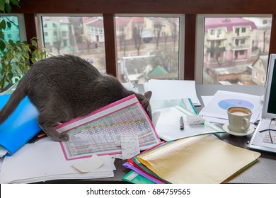 The Cat Makes A Mess On The Desk