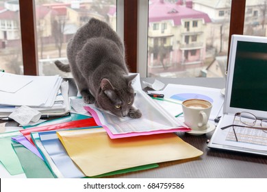 The Cat Makes A Mess On The Desk