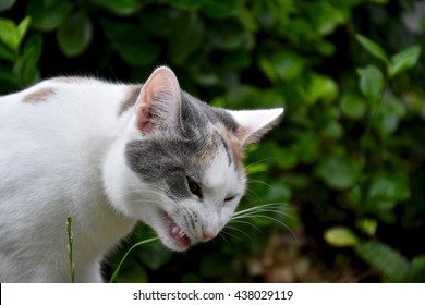 949 Cat making funny face Images, Stock Photos & Vectors | Shutterstock