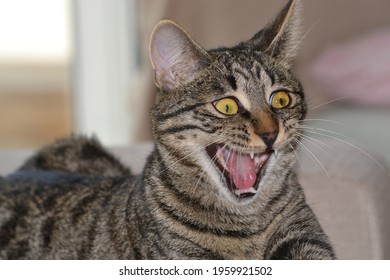 Strange Cat High Res Stock Images | Shutterstock