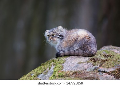 PallasÃ?Â´s Cat, Or Manul, Lives In The Cold And Arid Steppes Of Central Asia. Winter Temperatures Can Drop To 50 Degrees Below Zero.