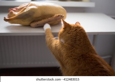 Cat And Meat