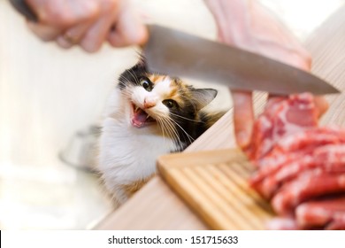 Cat And Meat On The Table