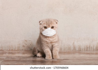 Cat In Medical Face Mask. Coronavirus And Stay Home.