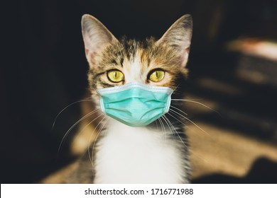 Kočka v lékařské masce. Ochranná antivirová maska na domácím zvířecím obličeji. Koncepce viru COVID-19