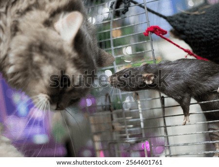 A cat meets a rat for the first time. High quality photo