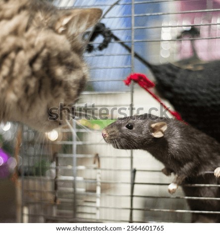 A cat meets a rat for the first time. High quality photo