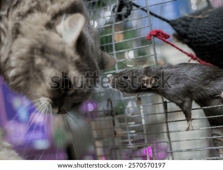 A cat meets a rat for the first time. High quality photo