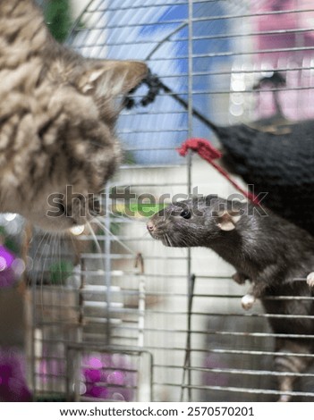 A cat meets a rat for the first time. High quality photo