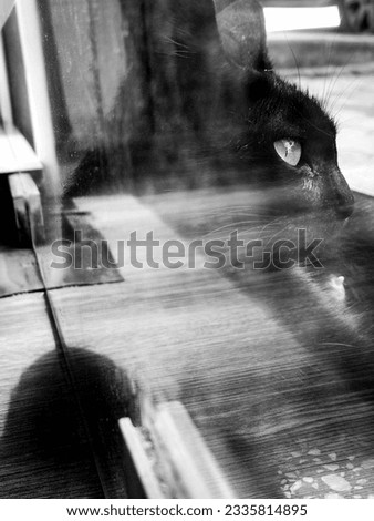 Cat miller blackcat shadow light