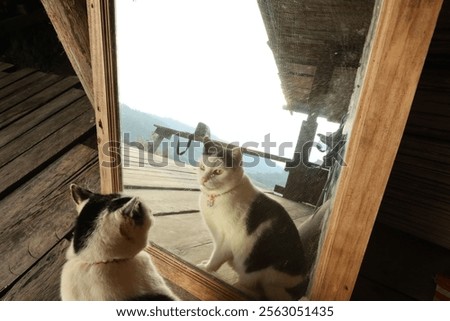 A cat with a mirror