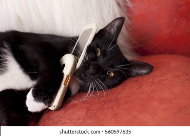 Cat And Mobile Phone