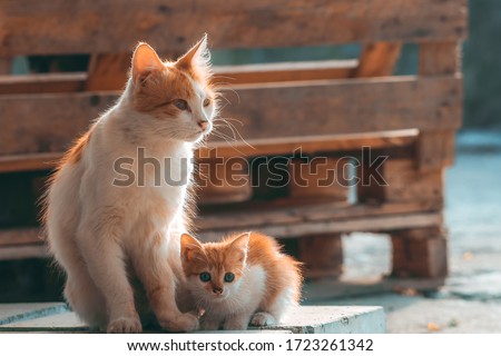 Cat mom with her kitten. Concept of motherhood, child care and love. Homeless mother with her baby on street. Frightened little white and red kitten cuddles to cat