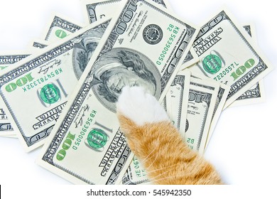 Cat And Money