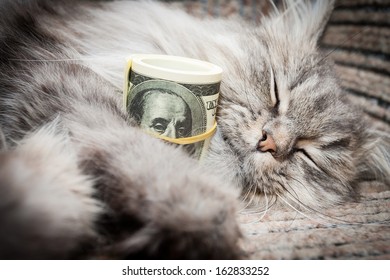 Cat And  Money On Sofa 