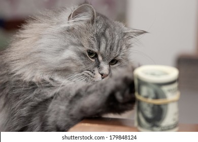 Cat And Money On Sofa 