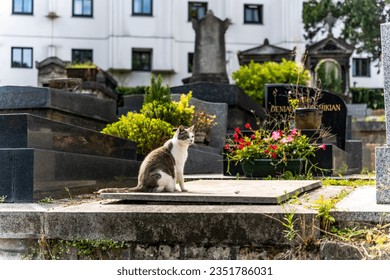 A cat in the Montmartre Cemetery, Montmartre district, where many famous artists are buried.