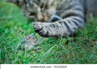 Cat And Mouse