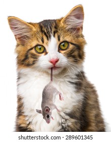 Cat With Mouse In Mouth Images Stock Photos Vectors Shutterstock