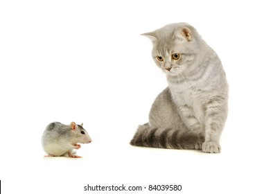 Cat And Mouse