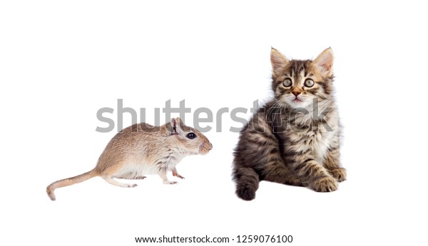 Cat Mouse Isolated On White Background Stock Photo Edit Now