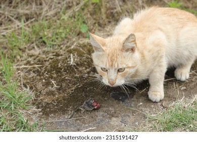 A cat with mouse mousetrap - Shutterstock ID 2315191427