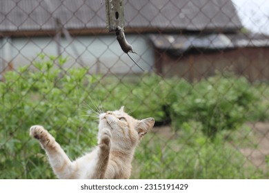 A cat with mouse mousetrap - Shutterstock ID 2315191429