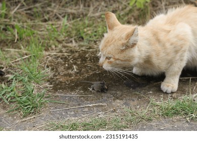 A cat with mouse mousetrap - Shutterstock ID 2315191435