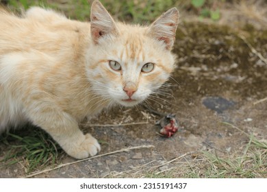 A cat with mouse mousetrap - Shutterstock ID 2315191437