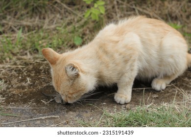 A cat with mouse mousetrap - Shutterstock ID 2315191439