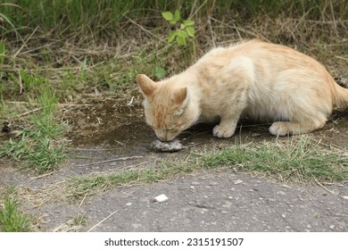 A cat with mouse mousetrap - Shutterstock ID 2315191507