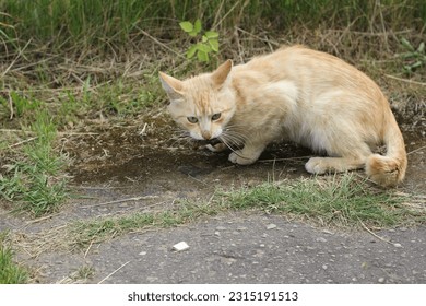 A cat with mouse mousetrap - Shutterstock ID 2315191513