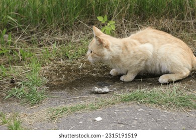 A cat with mouse mousetrap - Shutterstock ID 2315191519